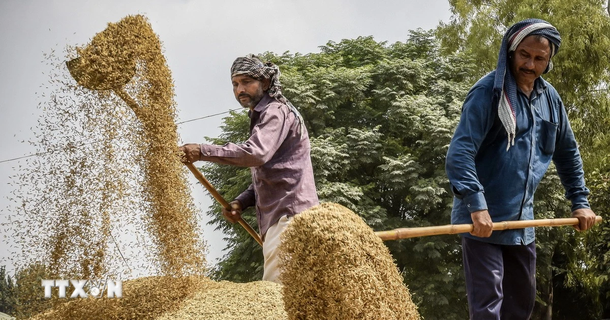Thị trường lúa gạo châu Á biến động trái chiều trong tuần qua