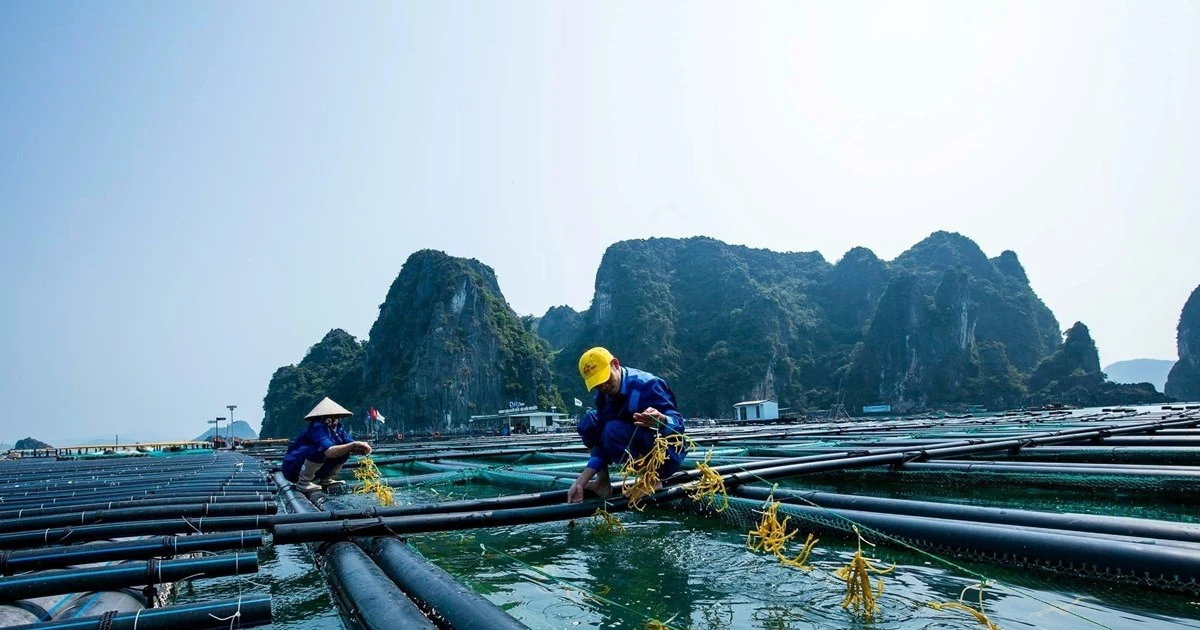 Quảng Ninh ưu tiên thu hút đầu tư nuôi biển công nghiệp, hiện đại