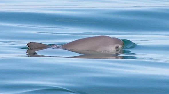 Ủy ban Cá voi Quốc tế cảnh báo nguy cơ loài cá heo vaquita tuyệt chủng |  Vietnam+ (VietnamPlus)