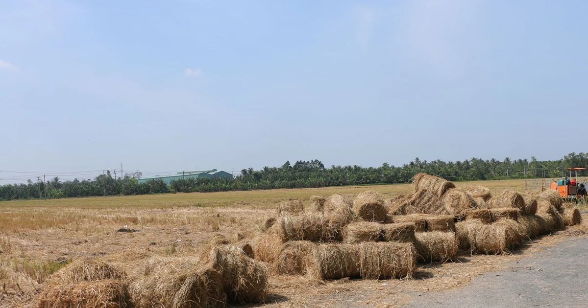 Ấn tượng cảnh thu hoạch rơm khô