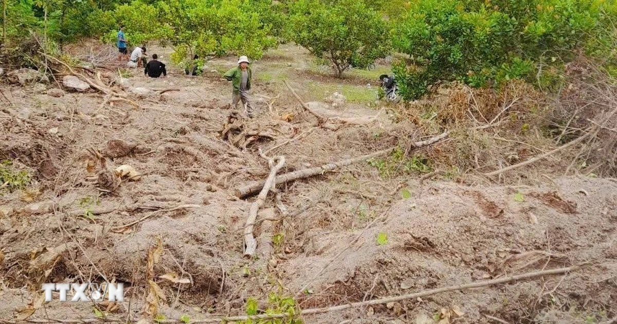 Phá Rừng Trái Pháp Luật Tại Gia Lai: Hơn 6.300m² Bị Phá Hủy | Vietnam+ ...