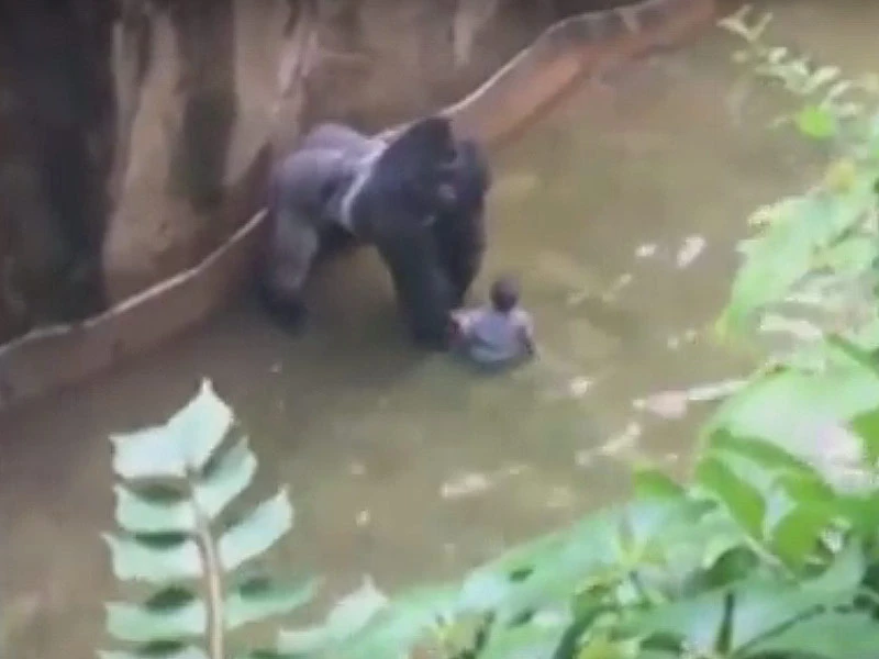 Video] Hình ảnh con khỉ đột trước khi bị bắn chết ở vườn thú | Vietnam+  (VietnamPlus)