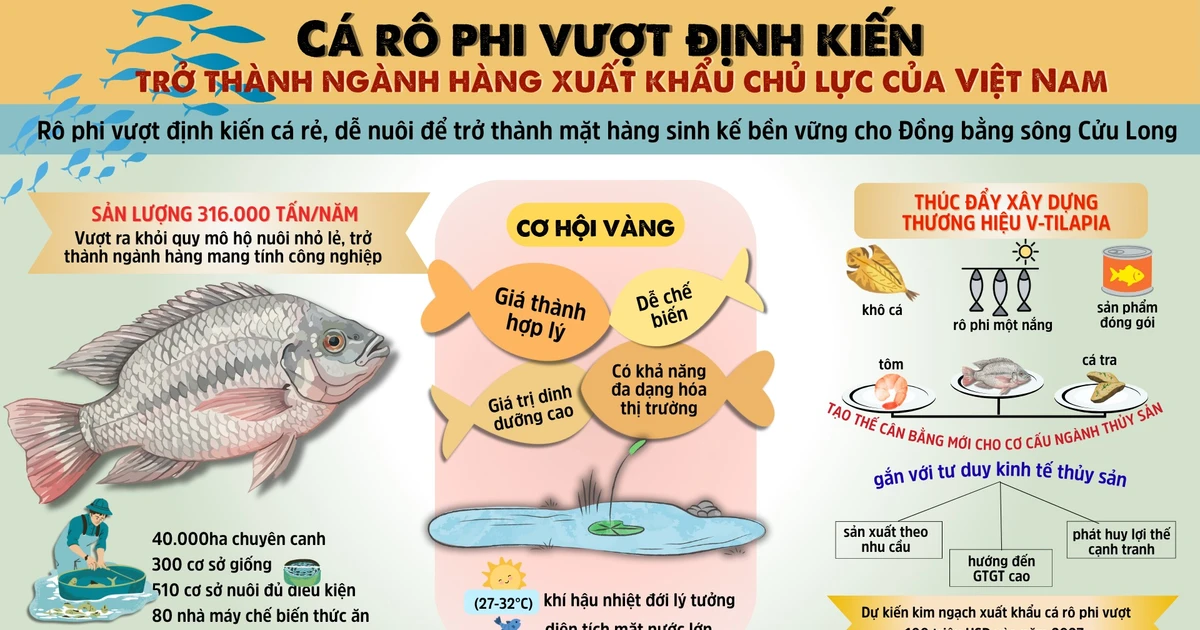 Cá Rô Phi Vượt Định Kiến, Trở Thành Mặt Hàng Xuất Khẩu Chủ Lực Việt Nam ...