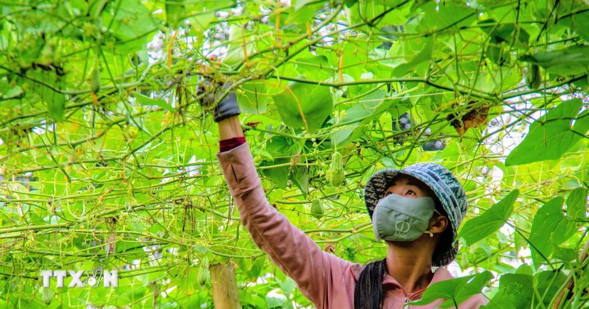 Du khách còn có thể tự tay hái những trái su nụ 