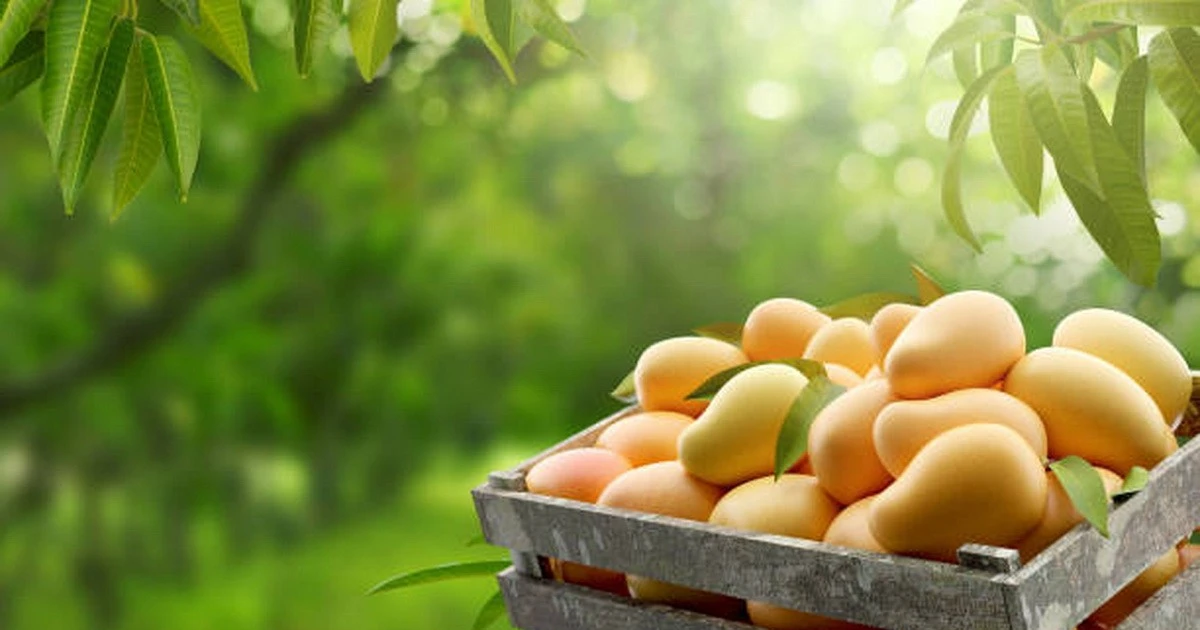7 rủi ro sức khỏe nếu bạn ăn quá nhiều loại trái cây mùa Hè thơm ngon này