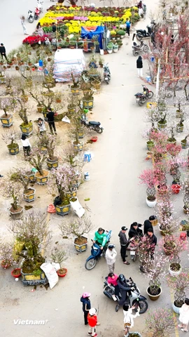 Không khí đón Xuân Bính Ngọ 2026 tràn ngập khắp phố phường Thủ đô 