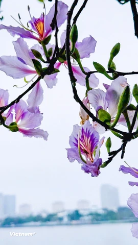 Khung cảnh lãng mạn khi hoa ban bung nở khoe sắc ven Hồ Tây