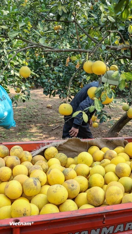 Những vườn bưởi Diễn tất bật vào mùa phục vụ Tết Nguyên đán