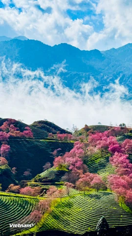 Rực rỡ sắc hoa mai anh đào tuyệt đẹp ở Sa Pa