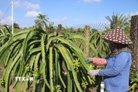 Nhà vườn xã Tân Thuận Bình, tỉnh Đồng Tháp chăm sóc thanh long. (Ảnh: Công Trí/TTXVN)