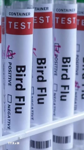 Hình ảnh minh hoạ ống xét nghiệm đựng mẫu bệnh phẩm virus cúm gia cầm. (Ảnh: Reuters/TTXVN)