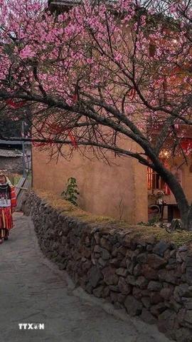 Hoa mai anh đào nở rộ tạ Lũng Cú (Tuyên Quang). (Ảnh: TTXVN phát)