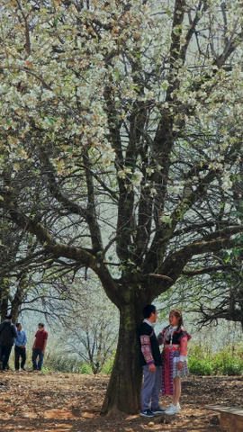 Mùa hoa sơn tra nở rộ thu hút du khách đến trải nghiệm, khám phá. (Ảnh: Hữu Quyết/TTXVN)