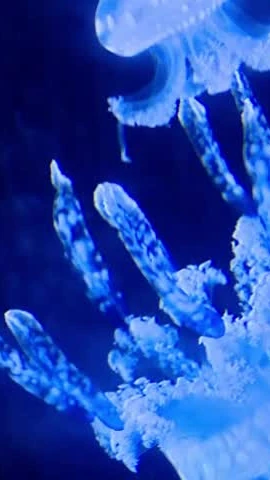 Độc đáo thú nuôi sứa cảnh mini đủ màu sắc