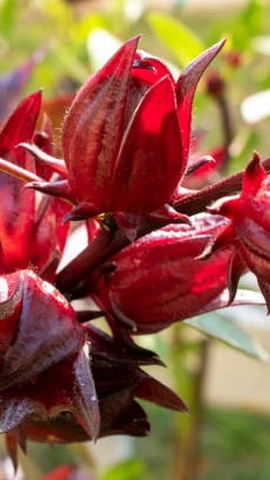 (Ảnh: Getty images)