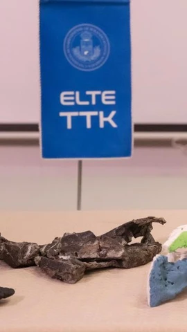 Các hóa thạch hộp sọ và mô hình 3D của Ajkaceratops Kozmai được trưng bày trong một cuộc họp báo ở Budapest, Hungary, ngày 7/1/2026. (Ảnh: Xinhua)