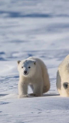 (Ảnh minh họa. Nguồn: polarbearsinternational)