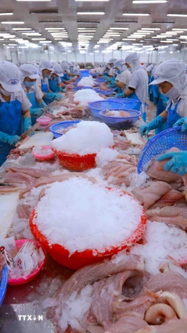 Dây chuyền chế biến thủy sản xuất khẩu. (Ảnh: Vũ Sinh/TTXVN)