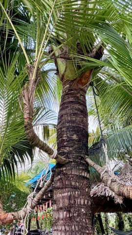 Dừa ba ngọn, hay còn gọi là dừa tam đa “đa phúc, đa lộc, đa thọ” phân ngọn ngay giữa phần thân cây. (Ảnh: Thanh Sang/TTXVN)