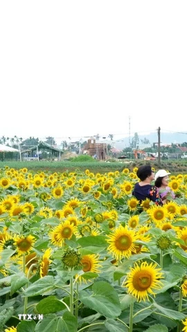 Du khách tham quan, chụp ảnh trên cánh đồng hoa hướng dương nở rộ. (Ảnh: Lê Phước Ngọc/TTXVN)