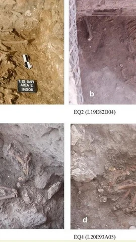 Hài cốt của 4 con lừa được hiến tế cách đây hơn 4.500 năm.. (Ảnh: archaeologymag)