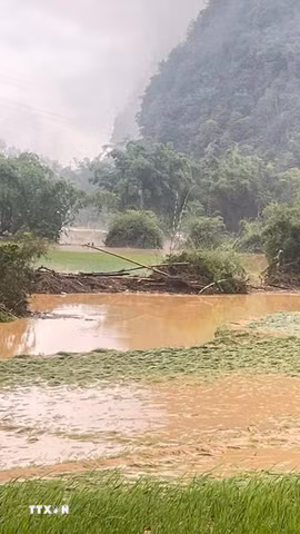 Nhiều diện tích lúa và hoa màu tại Cao Bằng bị nước lũ tàn phá. (Ảnh: Quốc Đạt/TTXVN)