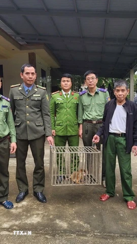 Lực lượng chức năng tiếp nhận cá thể khỉ vàng quý hiếm. (Ảnh: TTXVN phát)