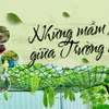 Những mầm xanh giữa Trường Sa