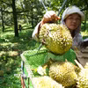Sầu riêng. (Ảnh: Nguyễn Dũng/TTXVN)
