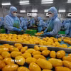 Chế biến nông sản xuất khẩu của Công ty B’LaoFood. (Ảnh: Vũ Sinh/TTXVN)