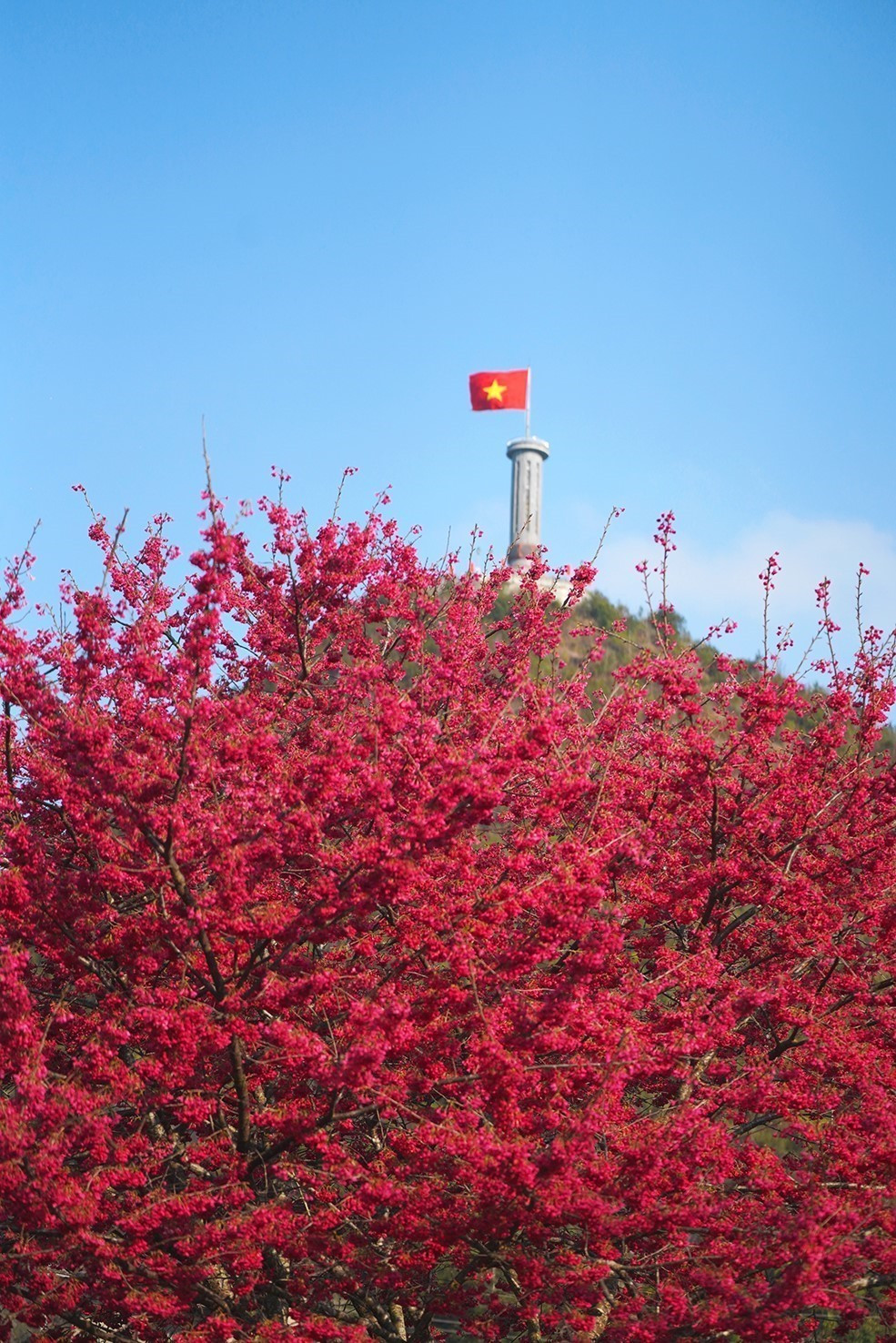 ដើមសាគូរ៉ាកំពុងរីកពេញទំហឹងនៅជើងបង្គោលទង់ជាតិឡុងគូ ខេត្តហាយ៉ាង។ (រូបថត៖ ខាញ់ហ័រ/TTXVN) cot-co-lung-cu.jpg