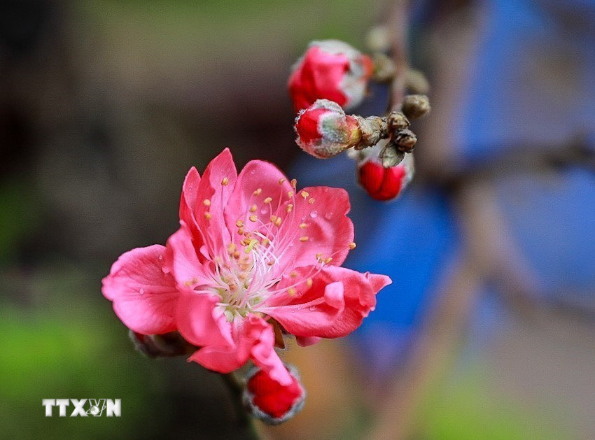 Bích đào bung nở rực rỡ đón Tết. (Ảnh: Khánh Hòa/TTXVN)