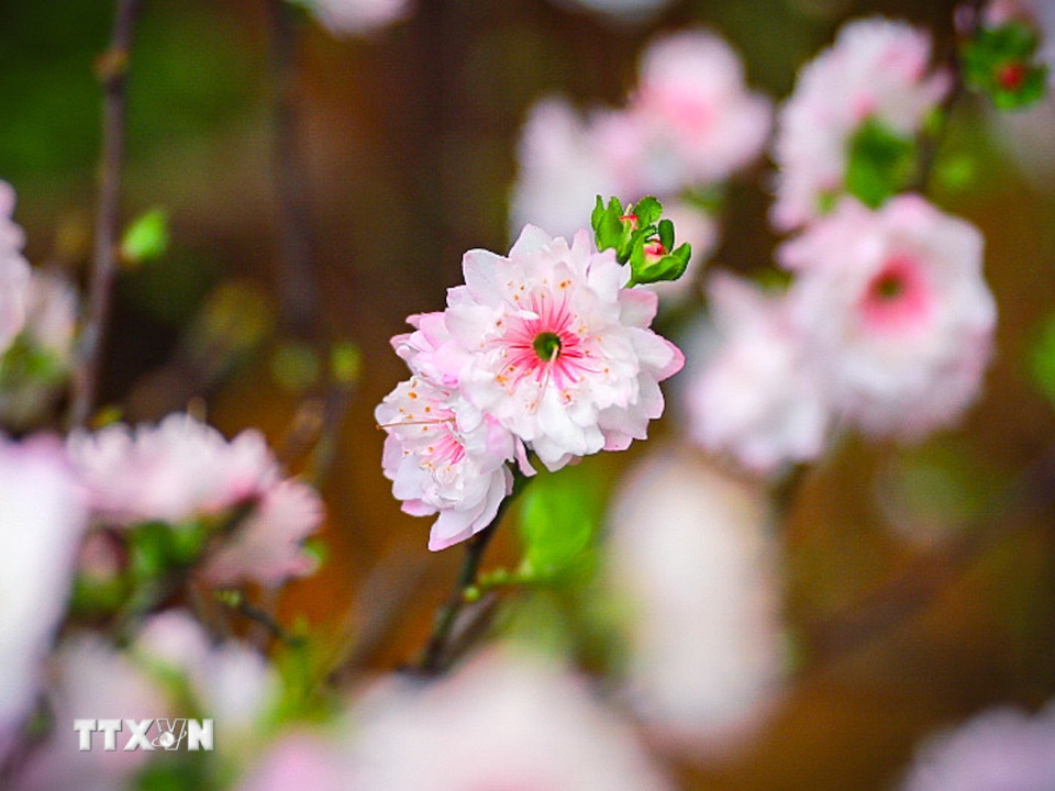 Vẻ đẹp tinh khôi của hoa nhất chi mai khi tiết trời vào Xuân. (Ảnh: Khánh Hòa/TTXVN)