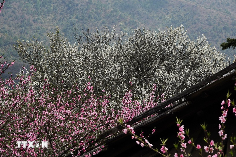 Vào mùa Xuân, bản Lùng Cúng đẹp đến nao lòng bởi vẻ đẹp thuần khiết của hoa đào, hoa mận hay hoa đào chuông. (Ảnh: Tuấn Anh/TTXVN)