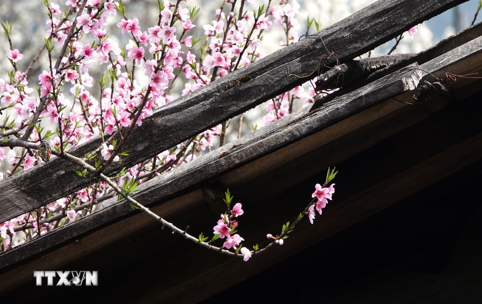 Hoa đào khoe sắc giữa bản Lùng Cúng, huyện Mù Cang Chải. (Ảnh: Tuấn Anh/TTXVN)