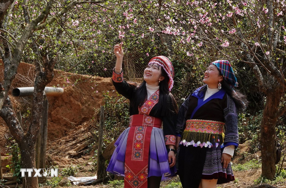 Nhờ vẻ đẹp thuần khiết, quyến rũ của hoa đào, Lùng Cúng trở thành điểm đến hấp dẫn của người dân và du khách vào mỗi dịp đầu Xuân Năm mới. (Ảnh: Tuấn Anh/TTXVN)