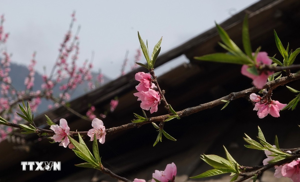 Hoa đào ở Lùng Cúng có bông to, cánh hoa màu hồng rực rỡ. (Ảnh: Tuấn Anh/TTXVN)