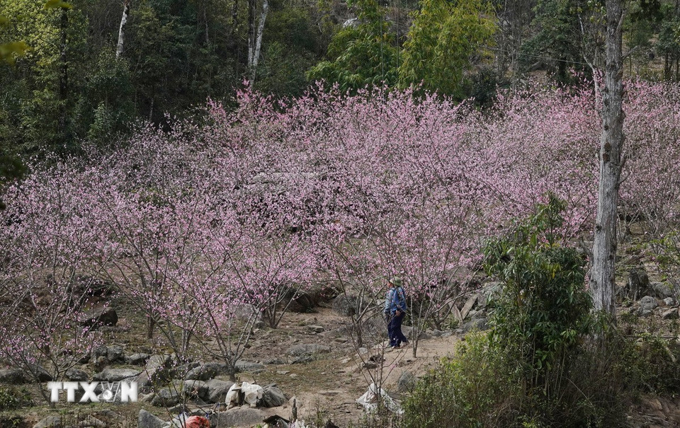 Hàng nghìn cây hoa đào khoe sắc tại bản Lùng Cúng, huyện Mù Cang Chải. (Ảnh: Tuấn Anh/TTXVN)