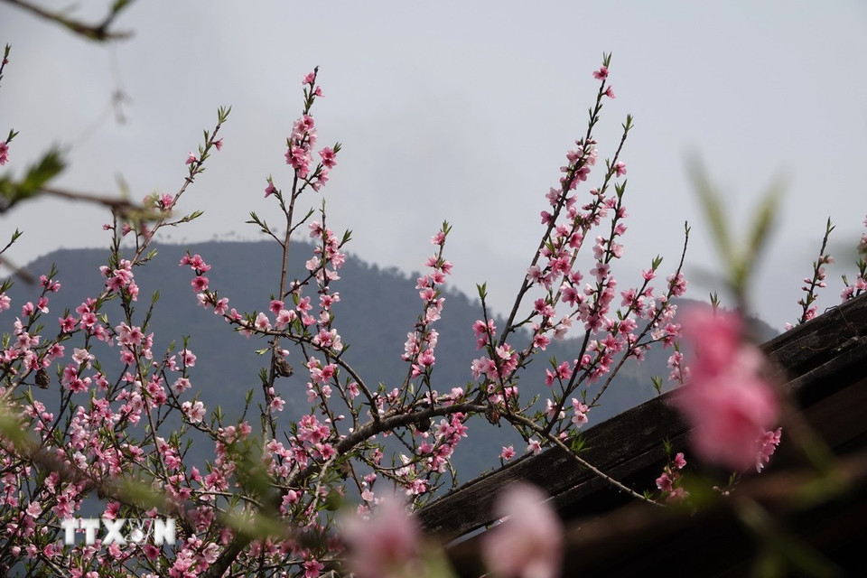 Vẻ đẹp tinh khôi, quyến rũ của hoa đào ở Lùng Cúng. (Ảnh: Tuấn Anh/TTXVN)