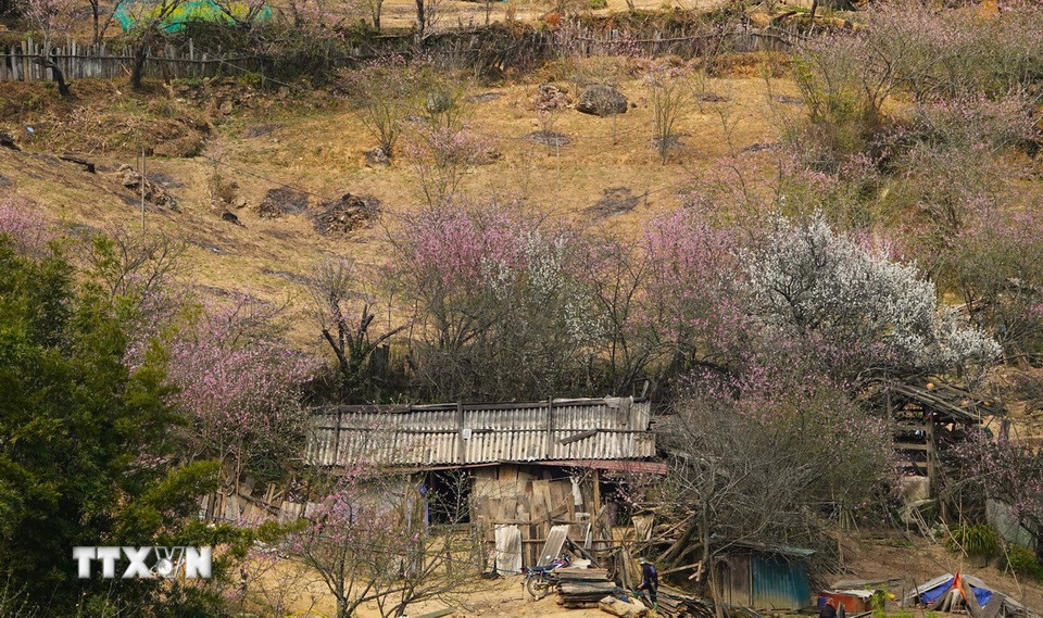 Giữa tháng 2 đến đầu tháng 3 hằng năm, hoa đào cùng nhiều loài hoa khác tại bản Lùng Cúng đua nhau nở. (Ảnh: Tuấn Anh/TTXVN)