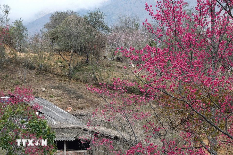 Hoa đào ở Lùng Cúng có hai màu đỏ thắm và hồng nhạt. (Ảnh: Tuấn Anh/TTXVN)