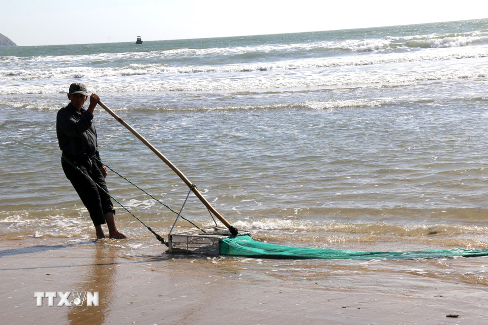 Ngư dân thường cào chằng chằng từ 3-10 giờ sáng mỗi ngày. (Ảnh: Hồng Hiếu/TTXVN)