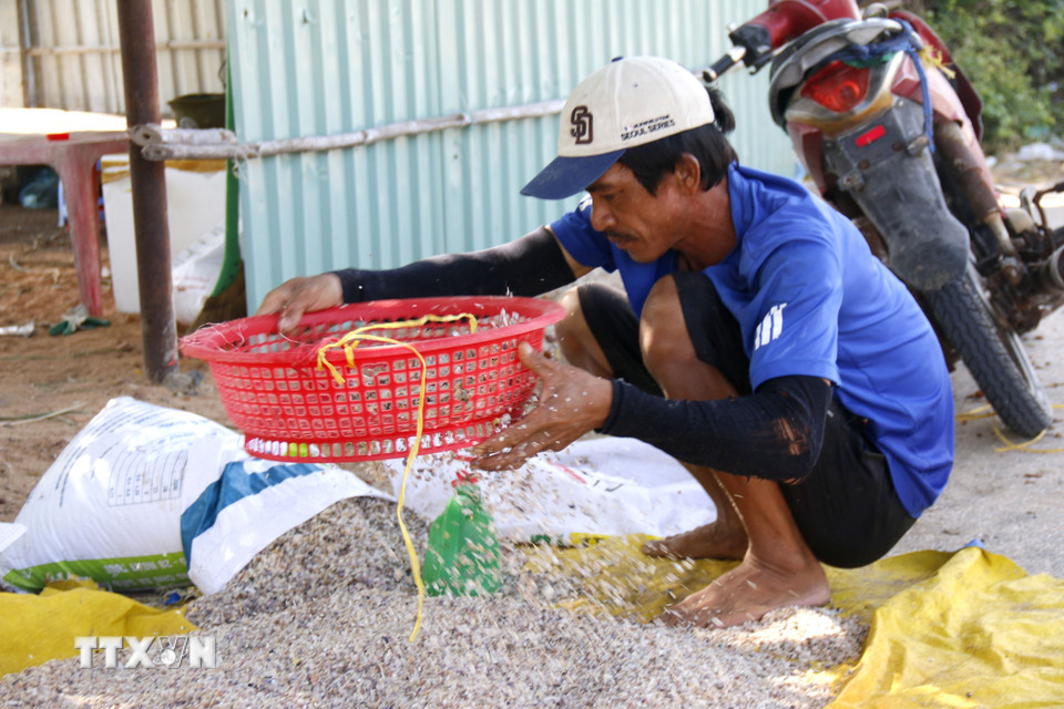 Ngư dân sàng lọc, loại bỏ vỏ sò trước khi đem chằng chằng bán cho thương lái. (Ảnh: Hồng Hiếu/TTXVN)