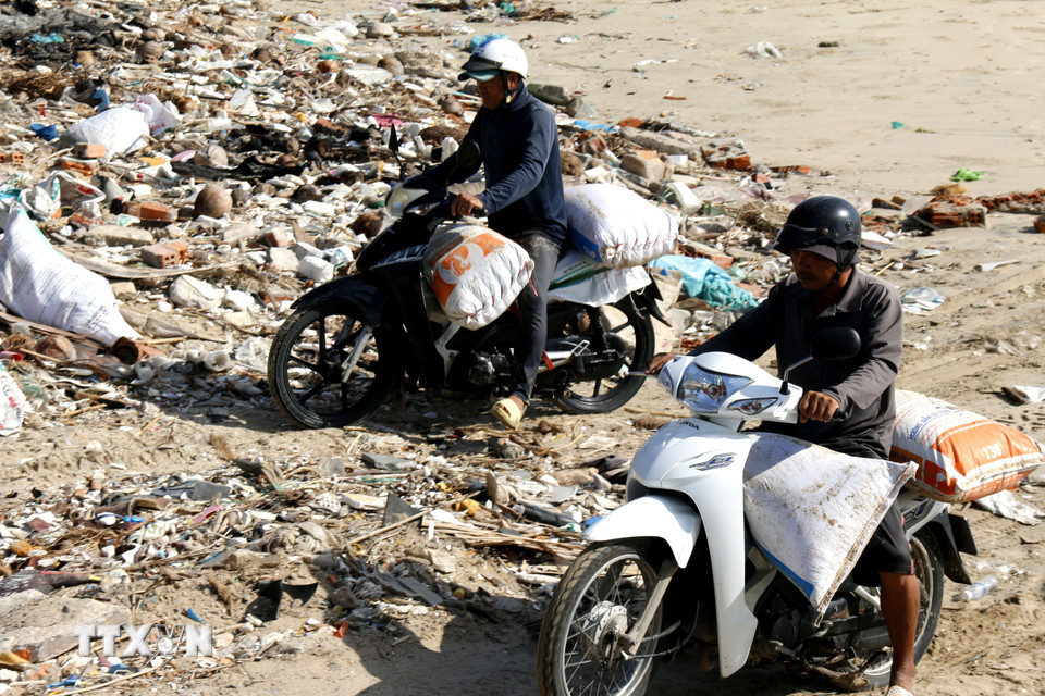 Sau khi thu hoạch, chằng chằng được đóng bao và chở đi giao cho thương lái. (Ảnh: Hồng Hiếu/TTXVN)