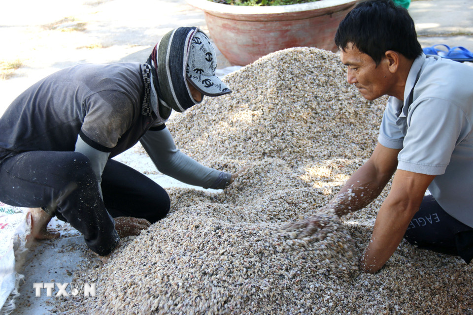 Chằng chằng được tập kết về bãi trước khi thương lái đến thu mua. (Ảnh: Hồng Hiếu/TTXVN)