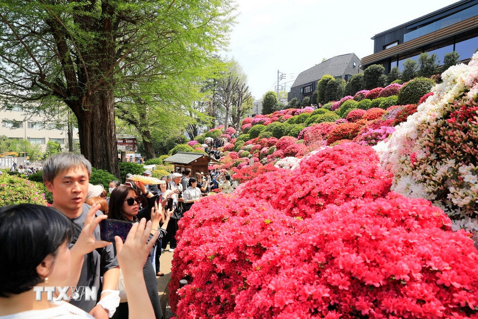 Người dân và du khách thưởng thức vẻ đẹp của những khóm đỗ quyên nở rộ. (Ảnh: Xuân Giao/TTXVN)