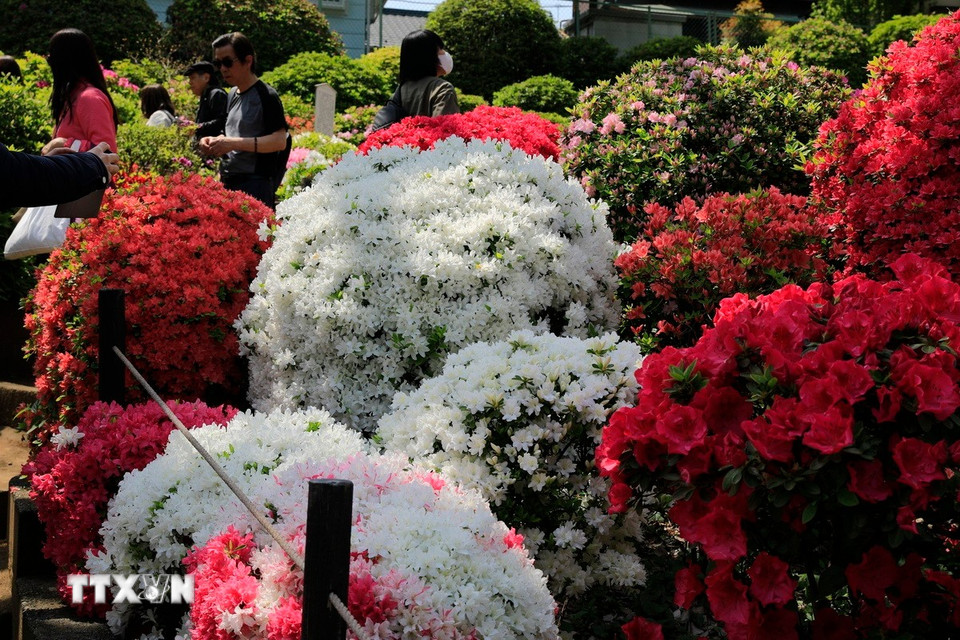 Hoa đỗ quyên trắng (bạch quyên) mang đến cảm giác thanh khiết, nhã nhặn và lịch sự. (Ảnh: Xuân Giao/TTXVN)