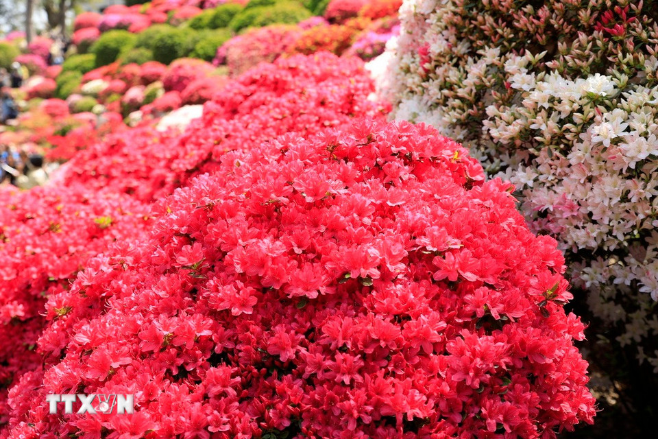 Đỗ quyên đỏ đại diện cho tình yêu vợ chồng, sự lãng mạn và đam mê. (Ảnh: Xuân Giao/TTXVN)