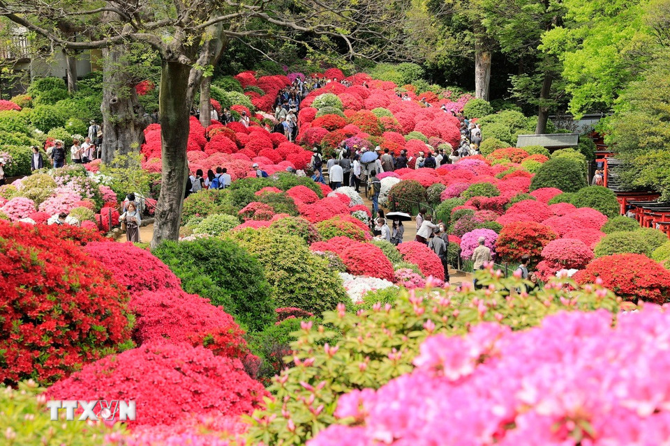 Hơn 3.000 cây hoa đỗ quyên nở rộ mang lại khung cảnh rực rỡ đầy màu sắc. (Ảnh: Xuân Giao/TTXVN)