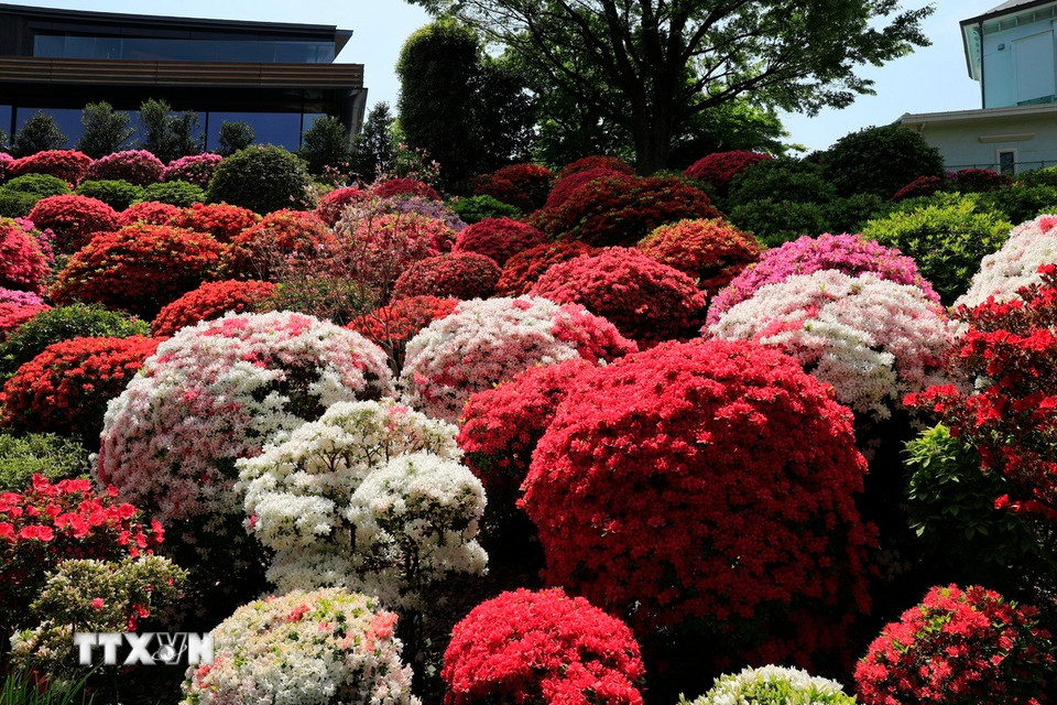 Hoa đỗ quyên rực rỡ màu sắc, mê đắm lòng người. (Ảnh: Xuân Giao/TTXVN)
